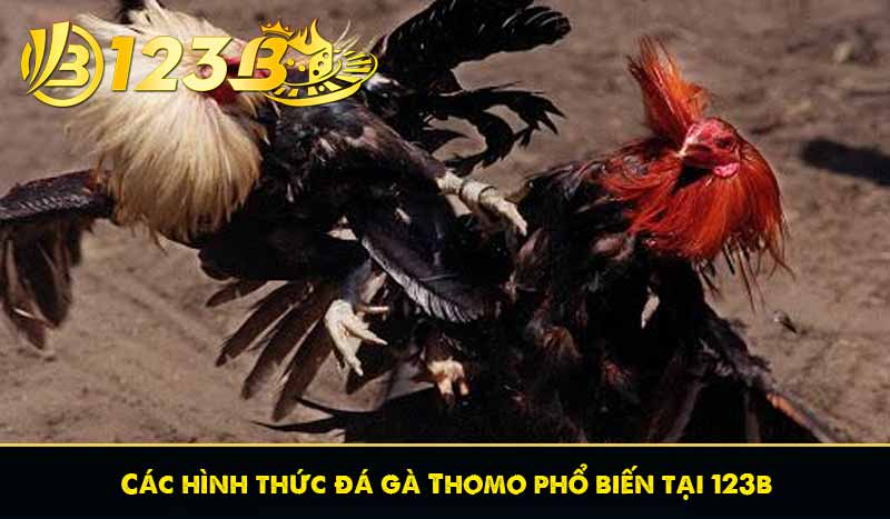 Các hình thức đá gà Thomo phổ biến tại 123b