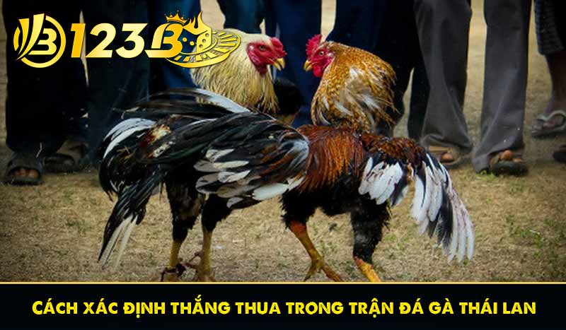 Cách xác định thắng thua trong trận đá gà thái lan