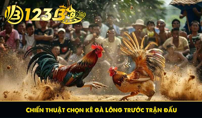 Chiến thuật chọn kê gà Lông trước trận đấu