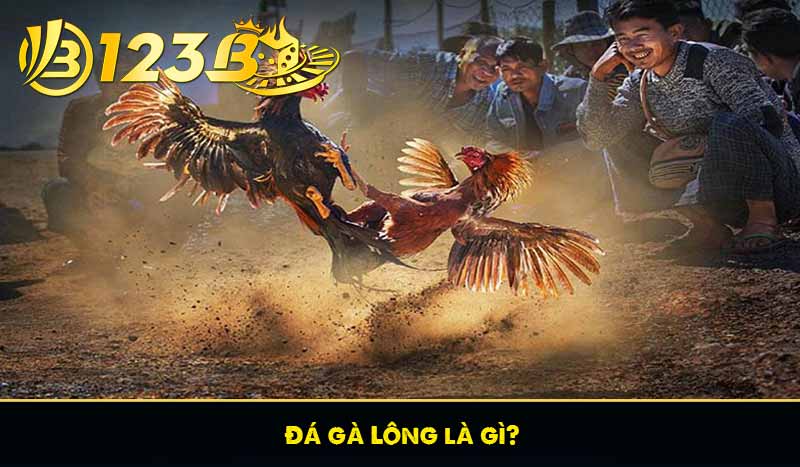 Đá gà Lông là gì?