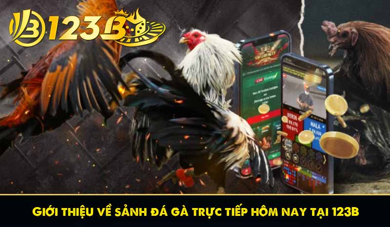 Giới thiệu về sảnh đá gà trực tiếp hôm nay tại 123B