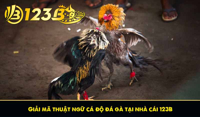 Giải mã thuật ngữ cá độ đá gà tại nhà cái 123B