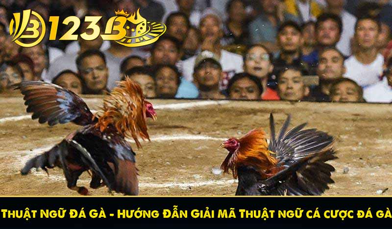 Thuật Ngữ Đá Gà – Hướng Đẫn Giải Mã Thuật ngữ cá cược đá gà