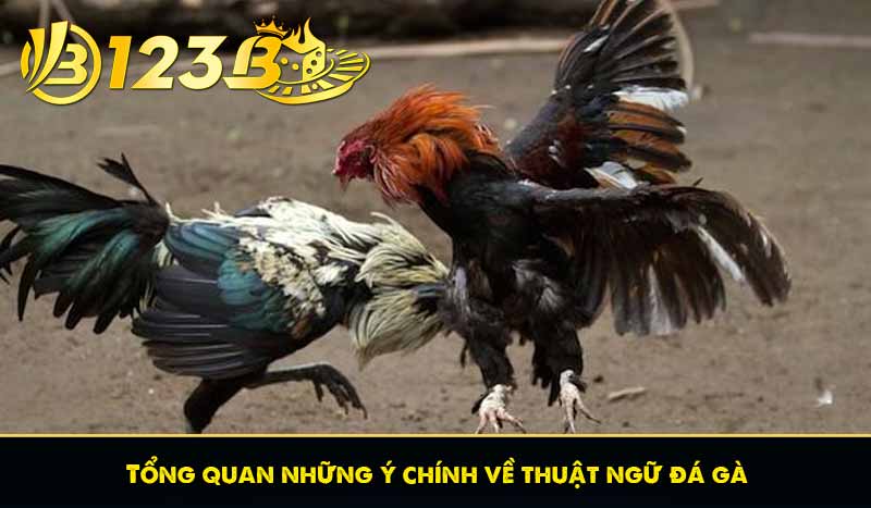Tổng quan những ý chính về thuật ngữ đá gà